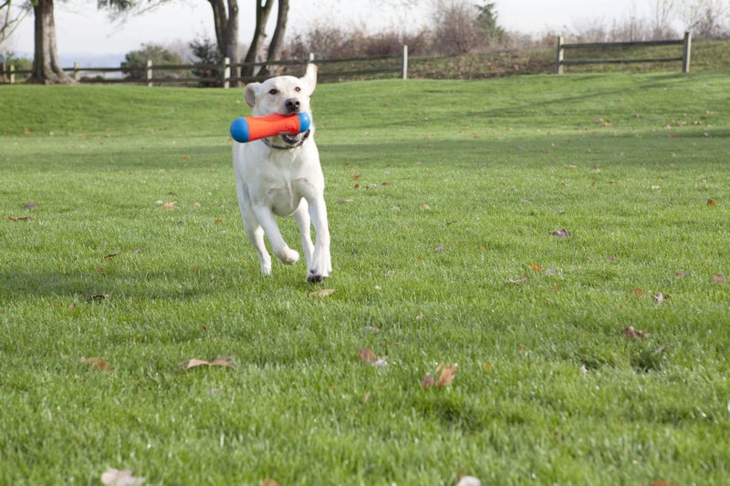 ChuckIt! Tumble Bumper Dog Toy, Medium - Image 5